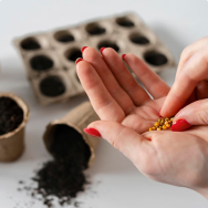 Flower seeds